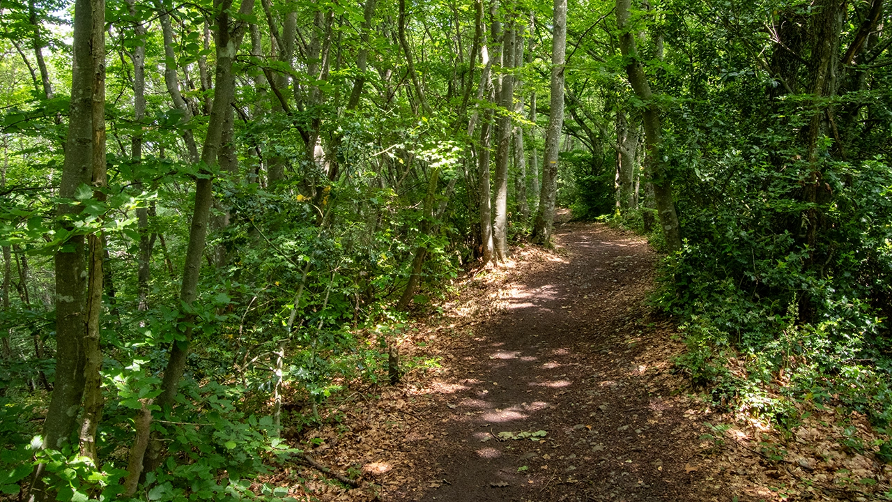 Woodland trail near Grenoble, France