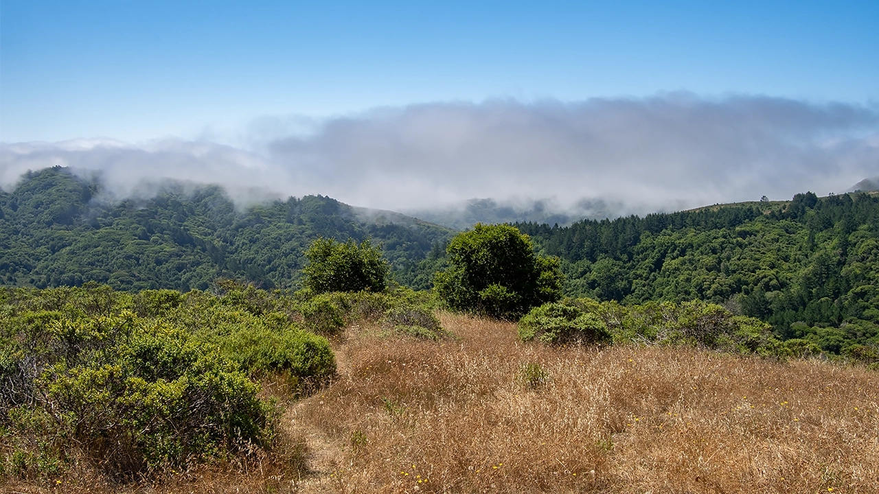 Fog encroaching from the sea near John Muir National Monument, Marin County, California, U.S.A.