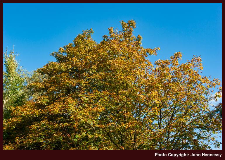 Autumn colour, Nether Alderley, Cheshire, England