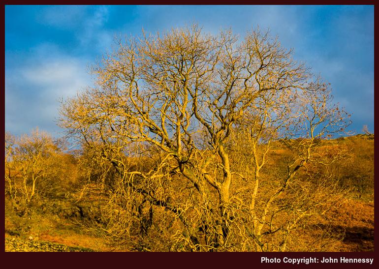 Trees in Late Evening Sunshine, Scandale, Ambleside, Cumbria, England Trees in Late Evening Sunshine, Scandale, Ambleside, Cumbria, England