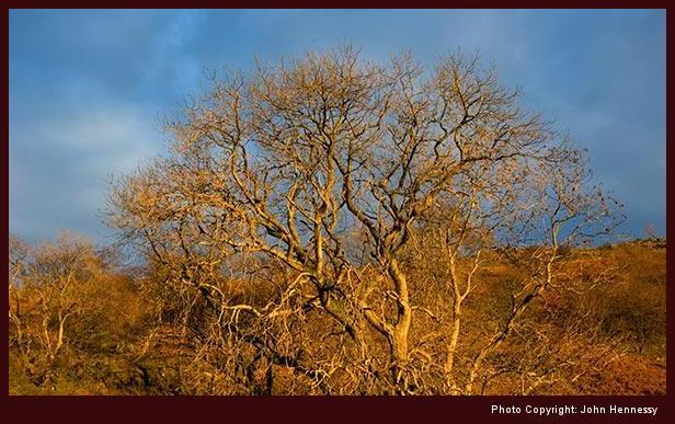 Trees in Late Evening Sunshine, Scandale, Ambleside, Cumbria, England