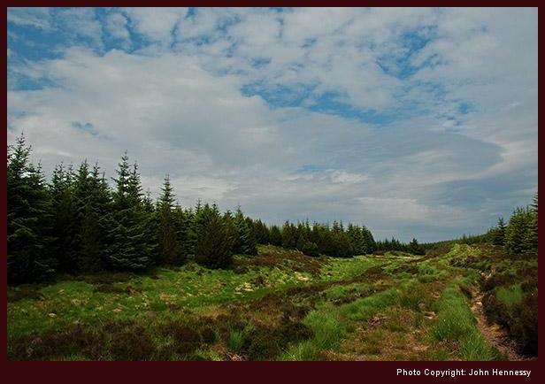 Tarbert and Skipness Forest, Kintyre, Scotland