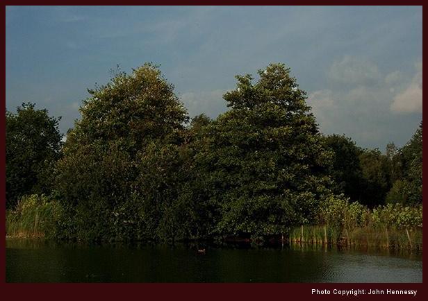 Black Lake, Lindow Common, Wilmslow, Cheshire, England