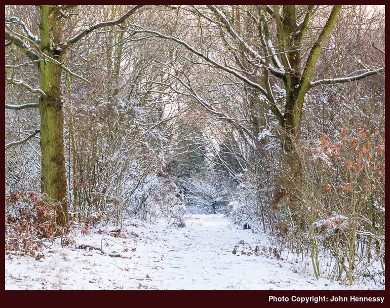 Woodland in snow around Lindow Common, Wilmslow, Cheshire, England