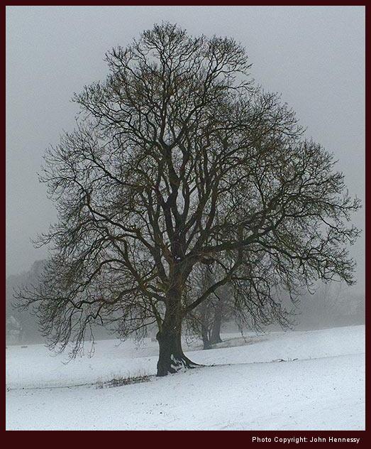 Tree in snow near Tytherington, Cheshire, England