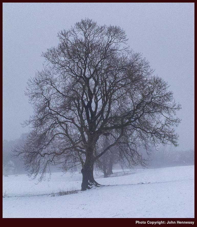 Tree in snow near Tytherington, Cheshire, England