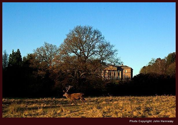 Stag in front of Tatton Hall, Tatton Park, Knutsford, Cheshire, England