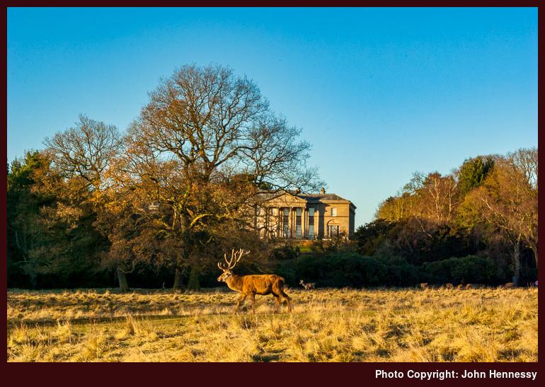 Stag in front of Tatton Hall, Tatton Park, Knutsford, Cheshire, England
