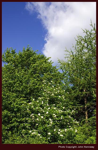 Whitethorn Bush, Middlewood Way, Macclesfield, Cheshire, England