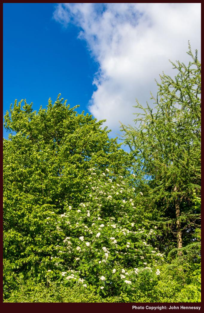 Whitethorn Bush, Middlewood Way, Macclesfield, Cheshire, England