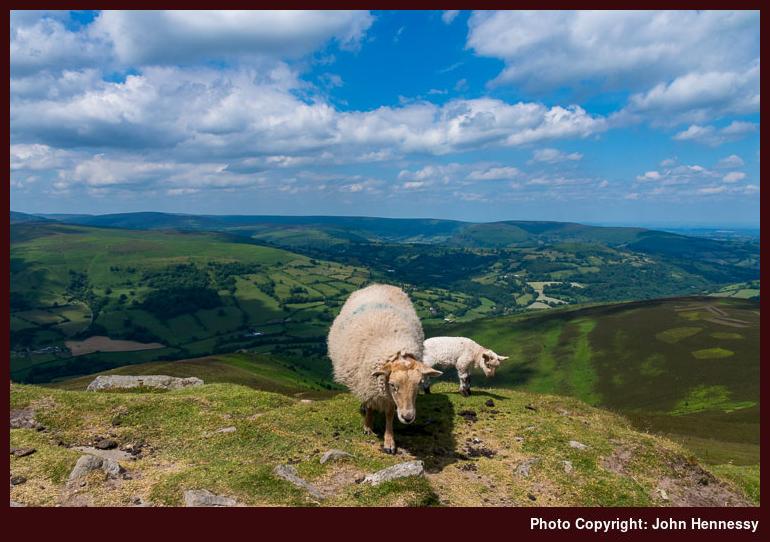Ewe and Lamb on Y Fâl, Abergavenny, Monmouthshire, Wales