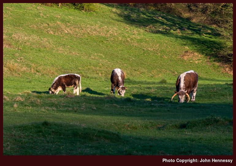 Longhorn Cattle in Riverside Park, Macclesfield, Cheshire, England