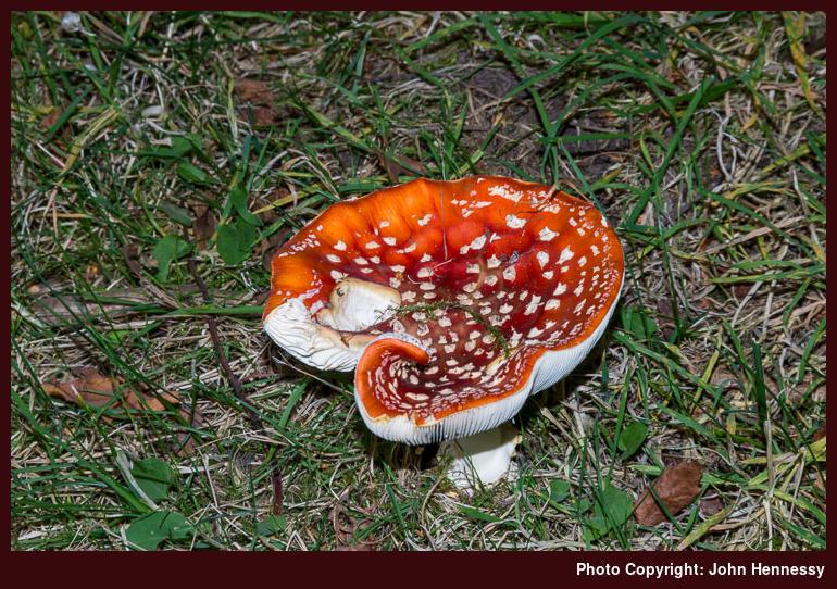 Mushroom spotted on September 2014