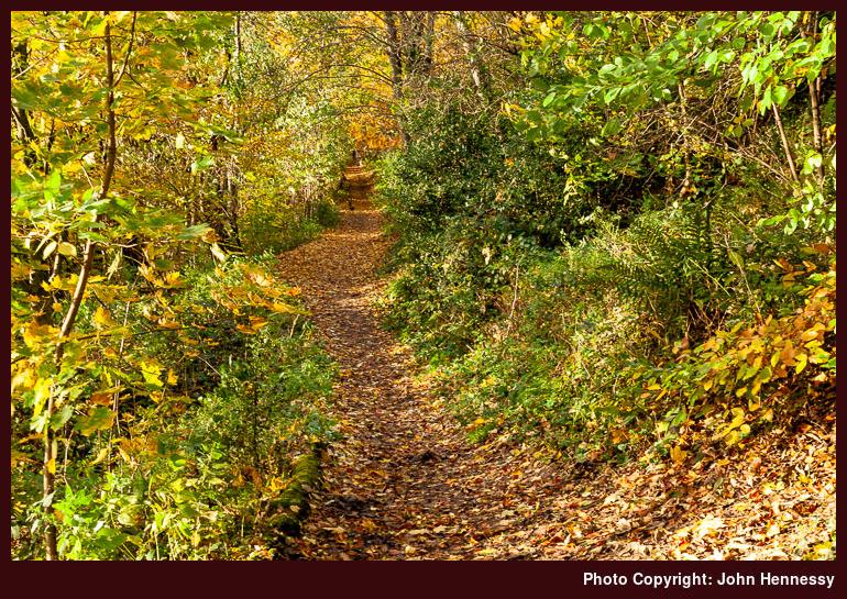 Path through woodland, Riverside Park, Macclesfield, Cheshire, England