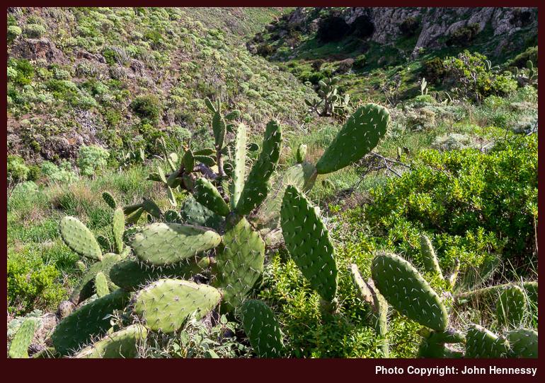 Cacti in Barranco de Antequera, Parque Rural de Anaga, Tenerife, Spain