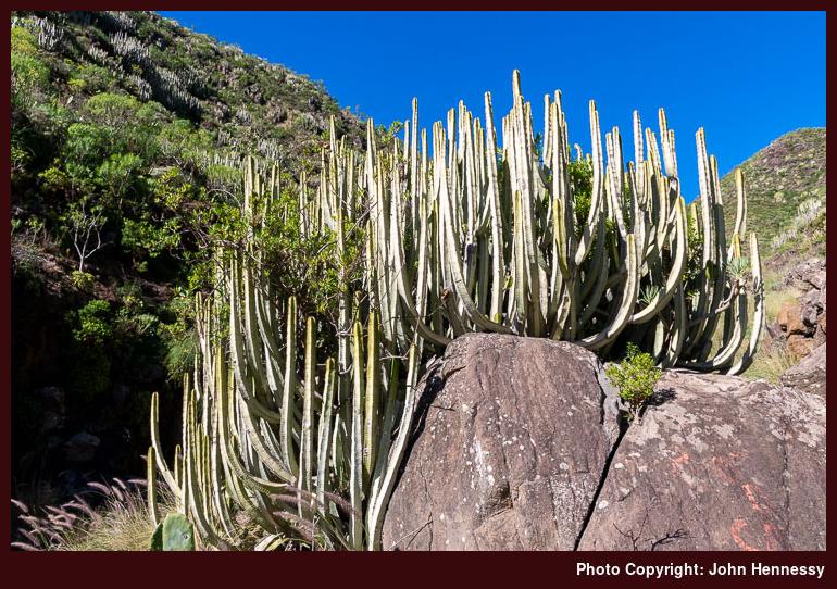 Cacti in Valle Luis, Parque Rural de Anaga, Tenerife, Spain