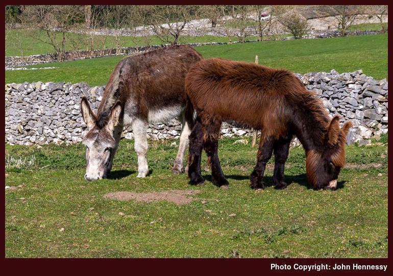 Donkeys near Settle, Yorkshire, England