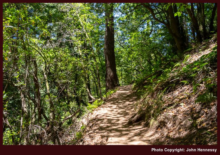 Muir Woods National Monument, Marin County, California, U.S.A.