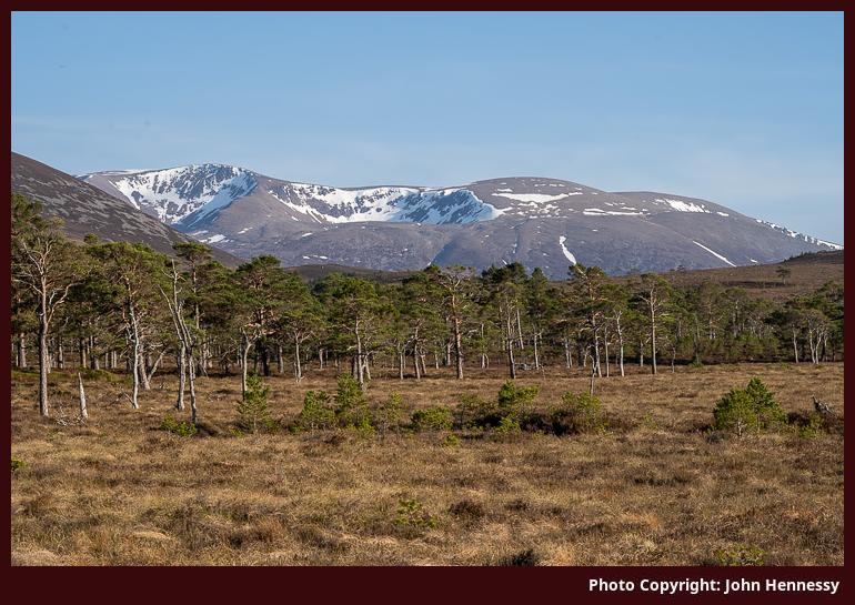 Braeriach from Rothiemurchus, Cairngorms National Park, Scotland