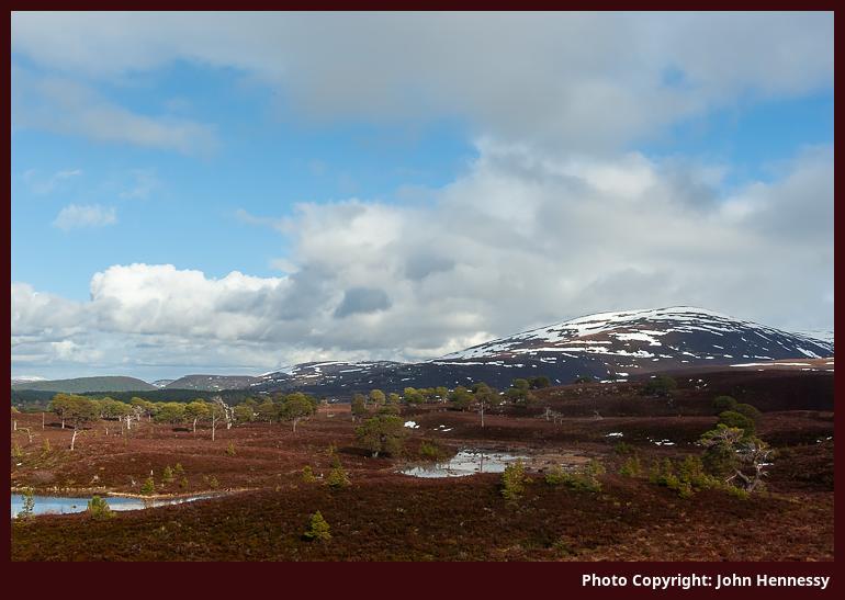 Carn Bheadhair, Abernethy National Nature Reserve, Cairngorms National Park, Scotland