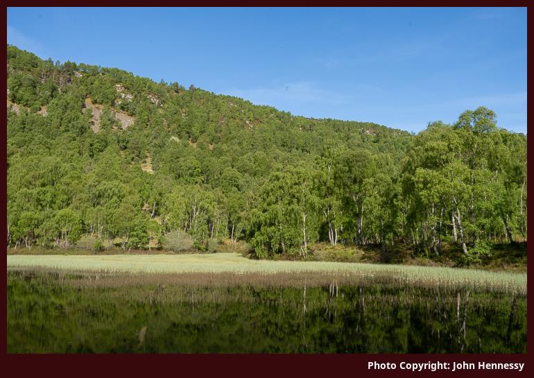 Loch Puladdern, Craigellachie National Nature Reserve, Aviemore, Cairngorms National Park, Scotland