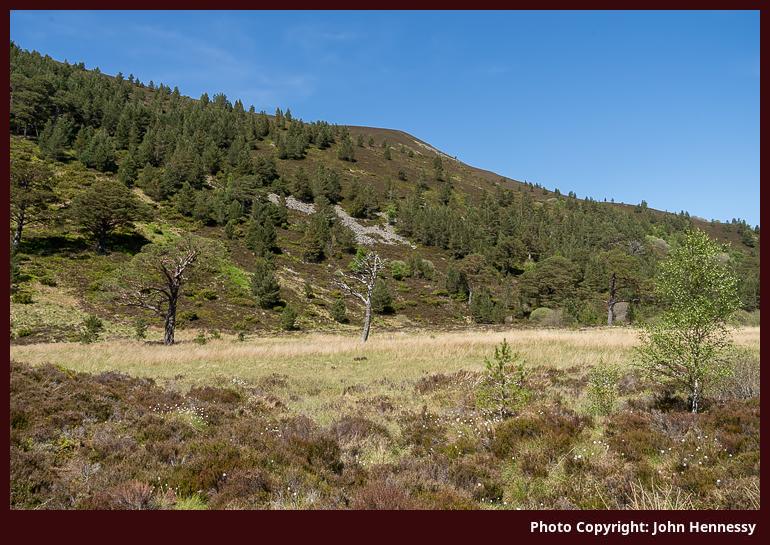 Ryvoan Pass, Cairngorms National Park, Scotland