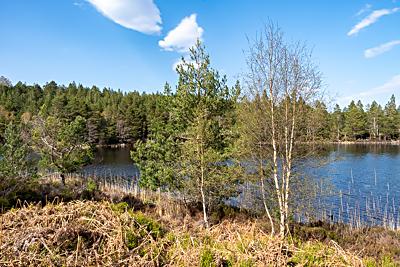Lochan Gamhna, Rothiemurchus, Cairngorms National Park
