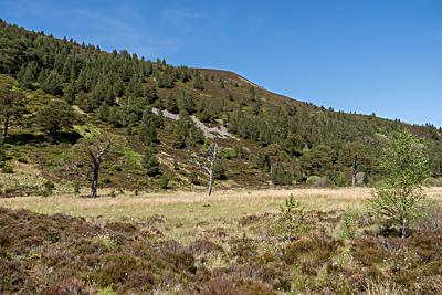 Ryvoan Pass, Cairngorms National Park, Scotland Ryvoan Pass, Cairngorms National Park, Scotland