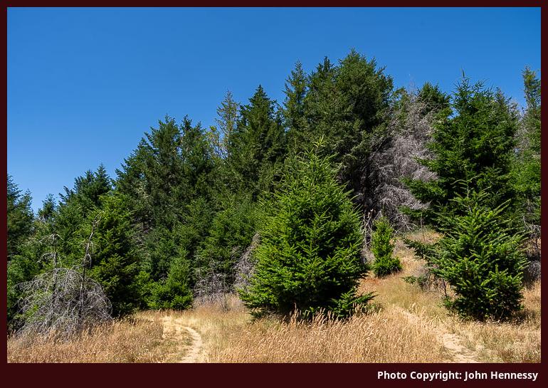 Mount Wittenberg, Point Reyes National Seashore, California, U.S.A.