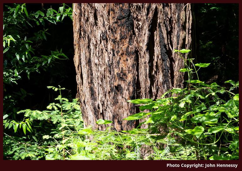 Muir Woods National Monument, California, U.S.A.