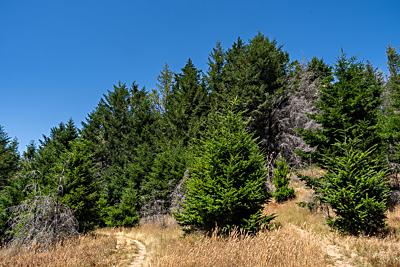 Mount Wittenberg, Point Reyes National Seashore