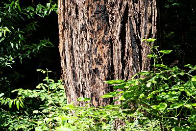 Muir Woods National Monument