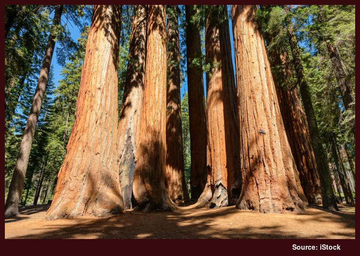 Sequoia Trees, Sequoia National Park, California, U.S.A.