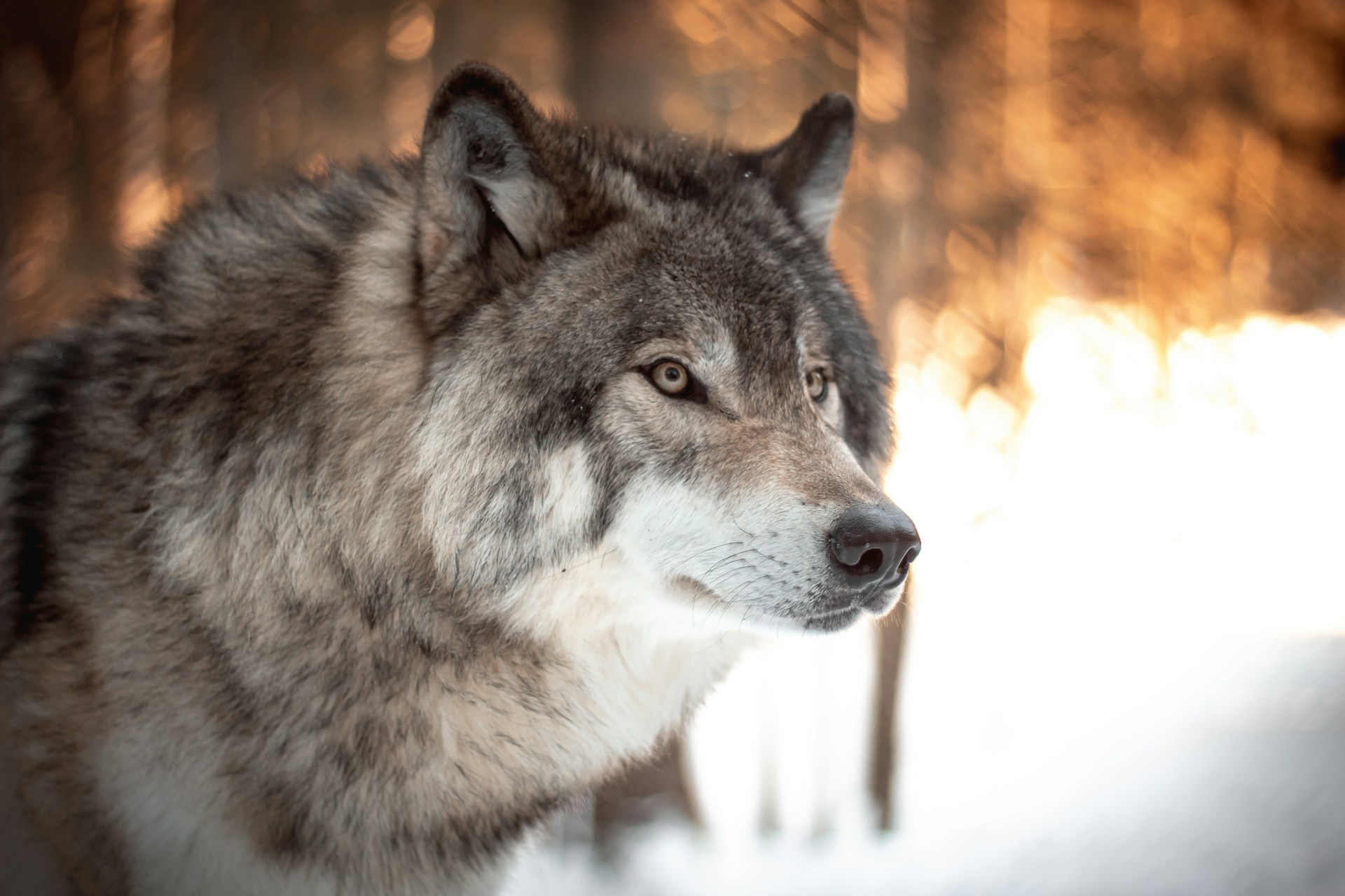 Grey Wolf