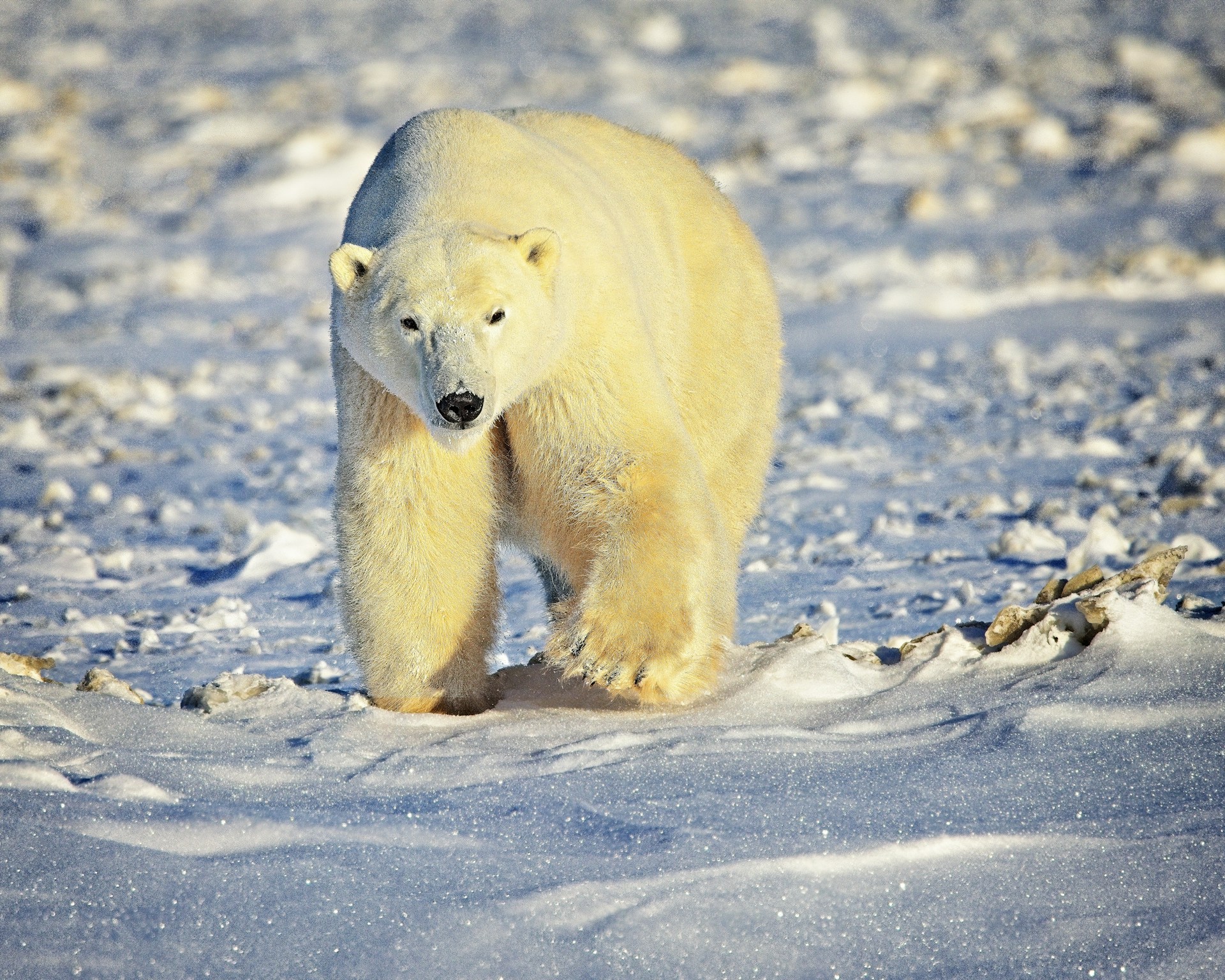 Polar Bear